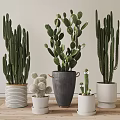 Various Types Of Cactus Potted Plants In Different Stylish Pots For Home Indoor Decor