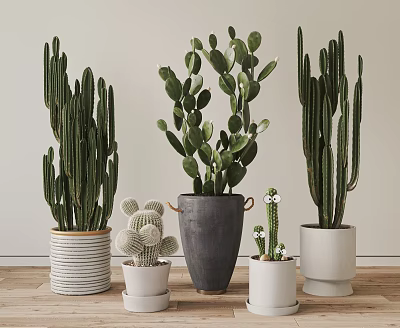 Various Types Of Cactus Potted Plants In Different Stylish Pots For Home Indoor Decor 3d model