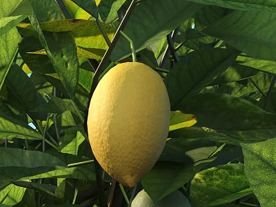 Fresh Ripe Lemon Hanging On Tree Branch Surrounded By Lush Green Leaves 3d model