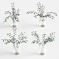 Glass Vases With Green Leaf Plants For Home Decorative Arrangement