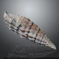 Pink And White Sea Snail Shell With Bumpy Ridges On Dark Background Showing Reflection 3d model