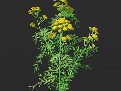 Lush Green Herb Plant With Yellow Flowers And Feathery Leaves 3d model