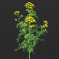 Lush Green Herb Plant With Yellow Flowers And Feathery Leaves