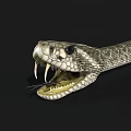 rattlesnake reptile viper cold-blooded animal snake 3d model