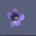Blooming Purple Violet Flower With Delicate Petals And Thin Stem On Purple Background