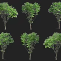 Different Shaped Arbor Trees With Green Leaves In Multiple Display Views 3d model