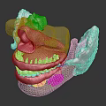 Detailed Oral Anatomy Model Showing Teeth Gums Jaw And Bone Structure