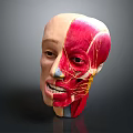 High Quality Medical Device Human Head Anatomical Model for Medical Education with Detailed Muscle Structure