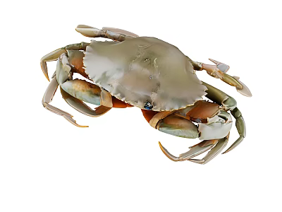 Unique Reptile Resembling Crab with Hard Shell and Long Claws 3d model