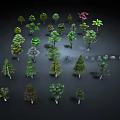 Collection Of Various Arbor Trees With Green And Colored Foliage Arranged Together