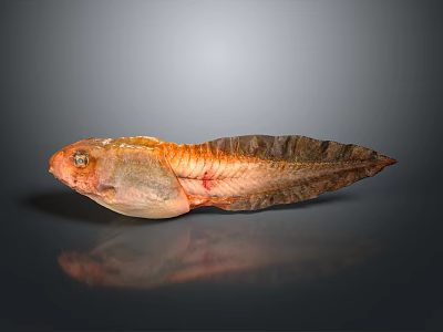 Orange and Brown Fish With Distinct Fins On Dark Background And Visible Reflection 3d model