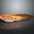 Orange and Brown Fish With Distinct Fins On Dark Background And Visible Reflection