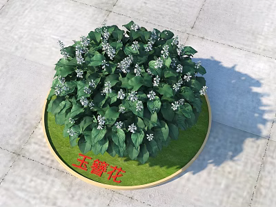 Hosta Flowers With Green Leaves And Small White Blooms In Round Planter On Ground 3d model