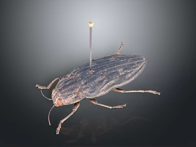Close Up View Of Detailed Pinned Beetle Insect Specimen With Exoskeleton 3d model