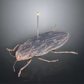 Close Up View Of Detailed Pinned Beetle Insect Specimen With Exoskeleton