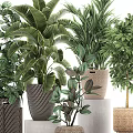 Various Green Leafy Potted Plants In Woven And Ceramic Textured Containers For Home Decor