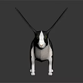 Cute Black And White Rabbit With Long Ears And Green Eyes