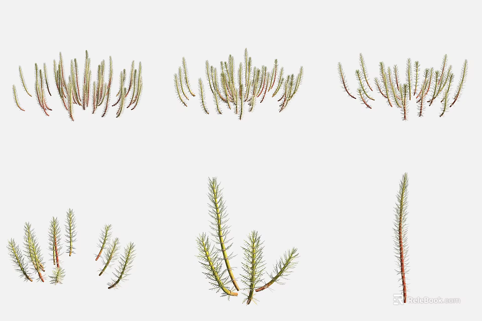 Different Types Of Aquatic Plants Featuring Slender Green Leaves And Natural Growth 3d model 