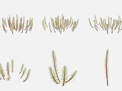Different Types Of Aquatic Plants Featuring Slender Green Leaves And Natural Growth 3d model