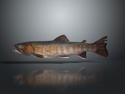 Catfish Carp Sturgeon Bass Freshwater Fish Various Carp Grass Carp Crucian Carp model