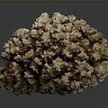Exquisite Natural Coral Specimen With Intricate Branching Structure On Dark Background