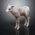 Detailed Realistic Light Colored Lamb Standing on Dark Surface With Reflection 3d model