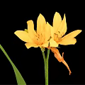 Vibrant Yellow Flowers With Green Leaves On Black Background Arrangement