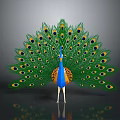 Peacock Displaying Vibrant Green Blue And Orange Feathers With Eye Spots On Grey Background