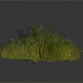 Different Types of Green Grass Plants Growing in Natural Clumps on White Background