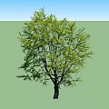 Lush Green Arbor with Vibrant Foliage and Sturdy Trunk Structure