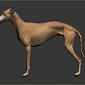 Light Brown Greyhound Dog Standing on Grey Background with Reflection 3d model