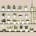 Various Green Potted Plants Arranged On White Shelves With Different Leaf Types 3d model