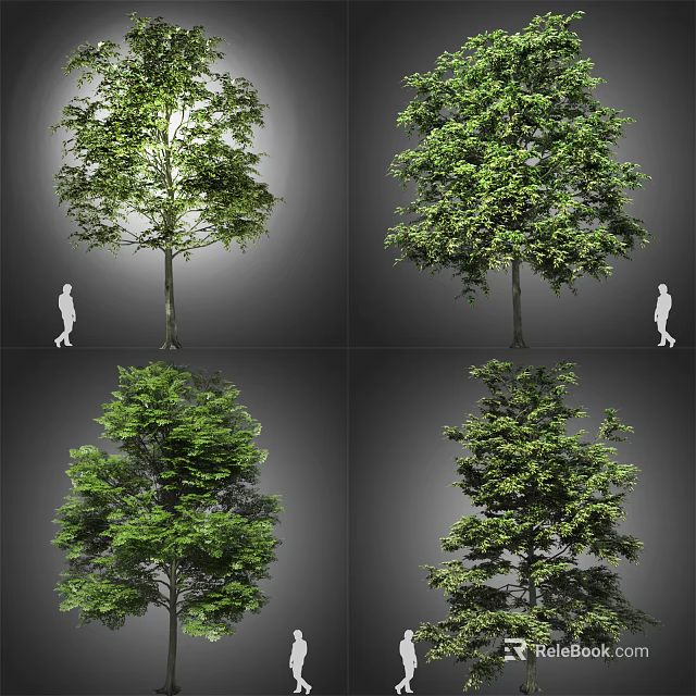 Different Arbor Varieties Showing Various Sizes And Foliage Shapes With Human Figure 3d model 