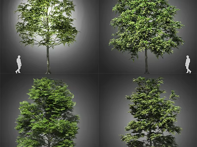 Different Arbor Varieties Showing Various Sizes And Foliage Shapes With Human Figure 3d model