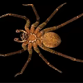 Brown Spider With Eight Legs And Patterned Body On Black Background Close Up 3d model