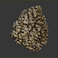 Exquisite Natural Coral Specimen With Intricate Branching Structure On Dark Background