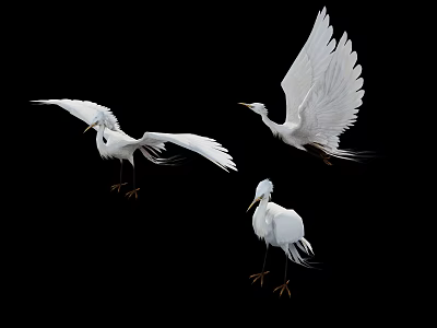 White Egrets Flying in Black Background with Spread Wings and Different Poses 3d model