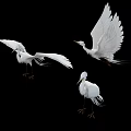 White Egrets Flying in Black Background with Spread Wings and Different Poses 3d model
