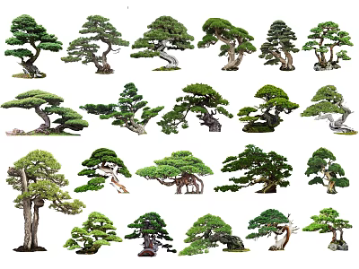 Various Arbor Trees With Diverse Shapes For Bonsai And Garden Decoration 3d model