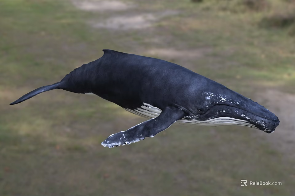 Majestic Humpback Whale Swimming Underwater In Natural Ocean Marine Habitat Environment 3d model 