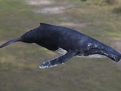 Majestic Humpback Whale Swimming Underwater In Natural Ocean Marine Habitat Environment 3d model