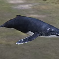 Majestic Humpback Whale Swimming Underwater In Natural Ocean Marine Habitat Environment