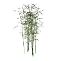 Tall Green Bamboo Plants With Lush Leaves For Natural Decorative Use