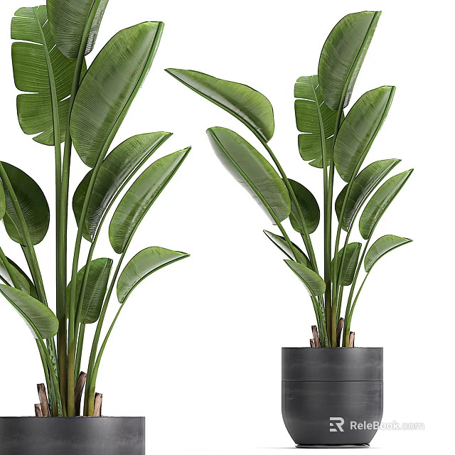 Healthy Indoor Bonsai Plant With Lush Green Leaves In Stylish Modern Ceramic Pot 3d model 