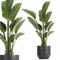 Healthy Indoor Bonsai Plant With Lush Green Leaves In Stylish Modern Ceramic Pot