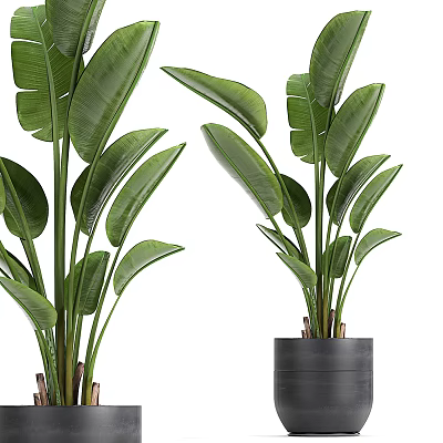 Healthy Indoor Bonsai Plant With Lush Green Leaves In Stylish Modern Ceramic Pot 3d model
