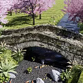 Scenic Stone Bridge Over Stream With Pink Cherry Blossom Trees Rocks Fish and Green Plants