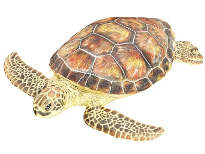 Sea Turtle With Colorful Brown And Orange Shell And Patterned Flippers 3d model