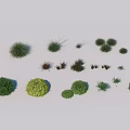 Different Types Of Decorative Garden Grass And Flower Plants With Various Shapes And Sizes