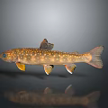 Home Decor Fish Ornament with Brown Body White Spots Blue Eyes and Orange Yellow Fins